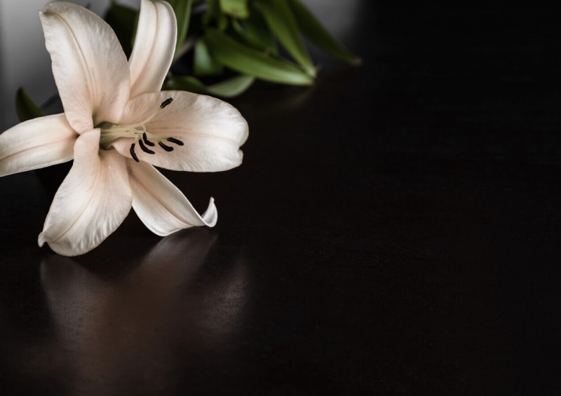 A close up of a lily on top of a coffin