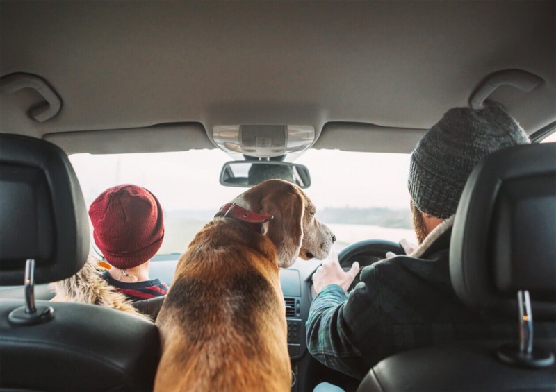 Dog in the car with father and son