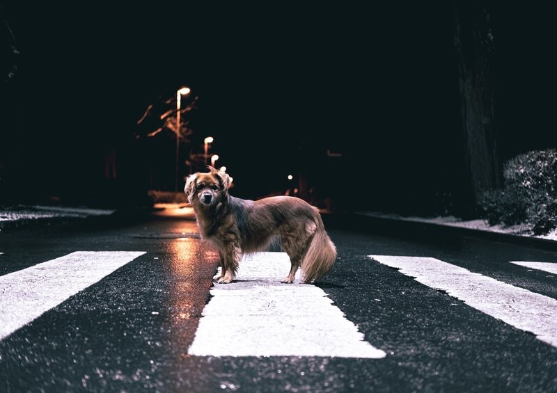 Dog on road at night