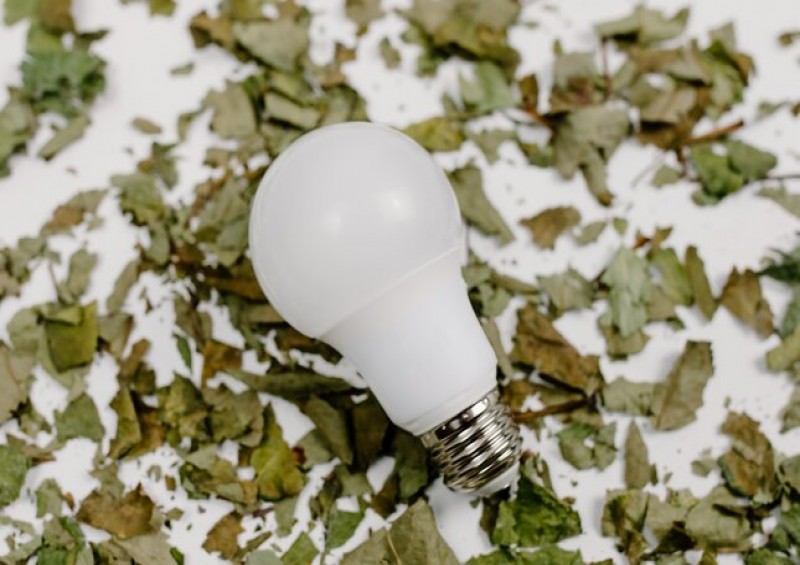 Light bulb on leaves