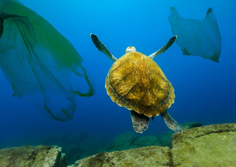 Turtle swimming next to plastic bags in the ocean