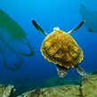 Turtle swimming next to plastic bags in the ocean